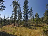 40 Acres of very useable land. Views of Schweitzer and the Selkirk Mountain Range in Sandpoint, Idaho