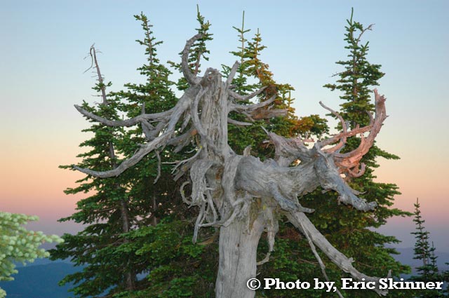 Old Dead Tree on Baldy Mountain